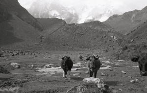 Along the Inca trail